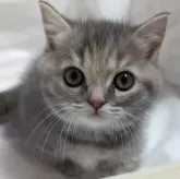 マンチカン(短足)【埼玉県・女の子・2024年2月17日・ブルーパッチドタビー】の写真2