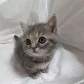 マンチカン(短足)【埼玉県・女の子・2024年2月17日・ブルーパッチドタビー】の写真4