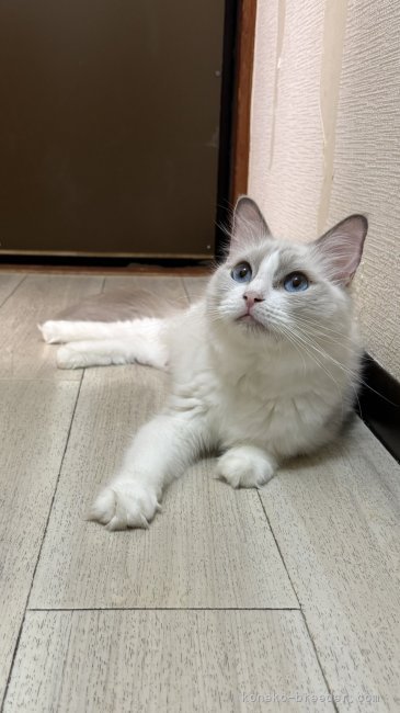 ラグドール【・女の子・2022年2月6日・ブルーポイントバイカラー】