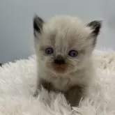 ヒマラヤン【愛知県・女の子・2024年4月10日・シールポイント】の写真1