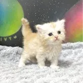 スコティッシュストレート