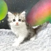 サイベリアン