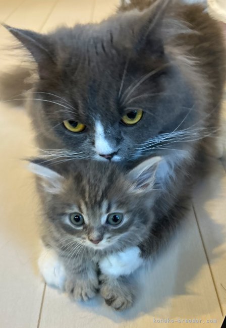 山岡　春菜(やまおか　はるな)ブリーダー(鹿児島県・サイベリアンなど・JCC（旧ACC）登録)の紹介写真2