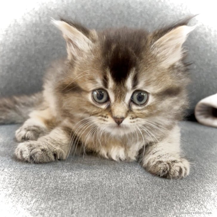 ブリーダー画像