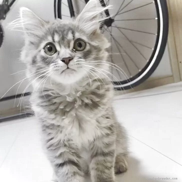 えりたん 様のお迎えした子猫