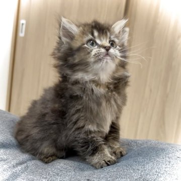 サイベリアン【鹿児島県・男の子・2025年10月16日・お調べ中】の写真「めちゃくちゃ懐っこいです🥺♡」