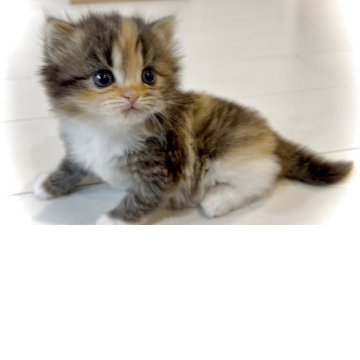 サイベリアン【鹿児島県・女の子・2025年9月21日・シルバーパッチドタビー&ホワイト】の写真「両親モフモフちゃんの子供です💕」