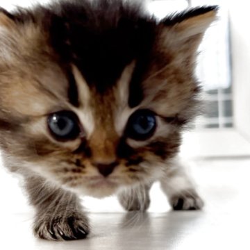 サイベリアン【鹿児島県・女の子・2025年10月16日・お調べ中】の写真「甘えん坊君♥️」