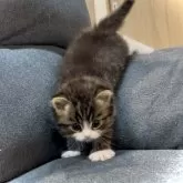 サイベリアン