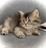 サイベリアン【鹿児島県・男の子・2025年10月16日・お調べ中】の写真6