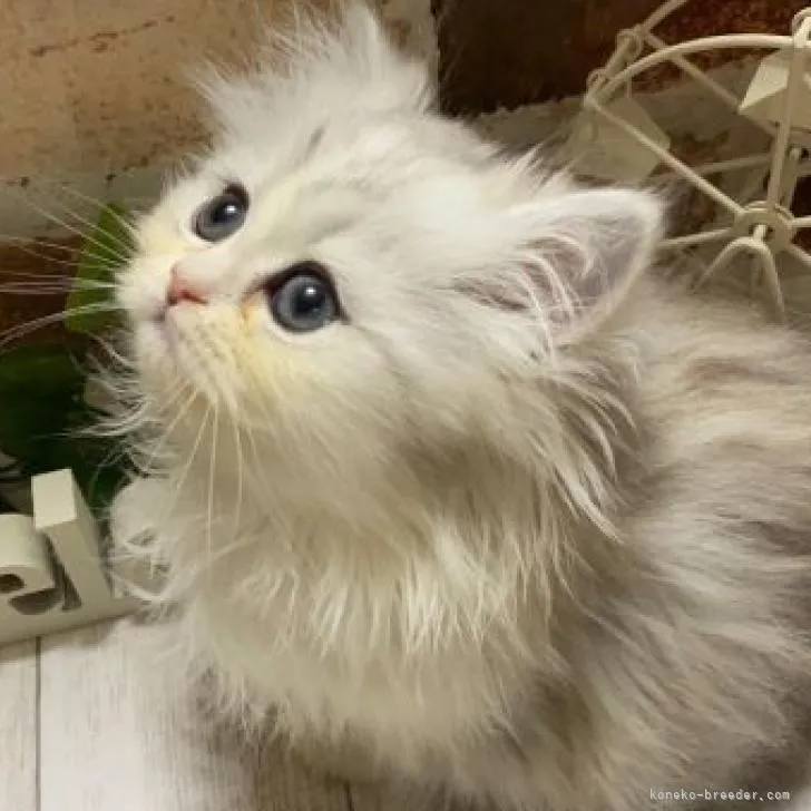 ID：2301-01133の子猫