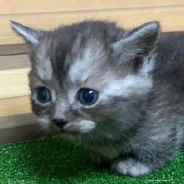 ID:2303-00210の子猫