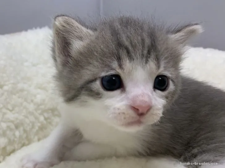 ID：2103-00267の子猫