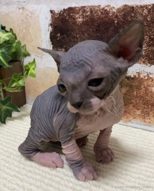 ID：2202-01314の子猫