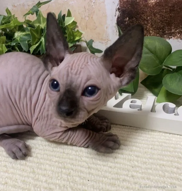 ID:2205-01019の子猫