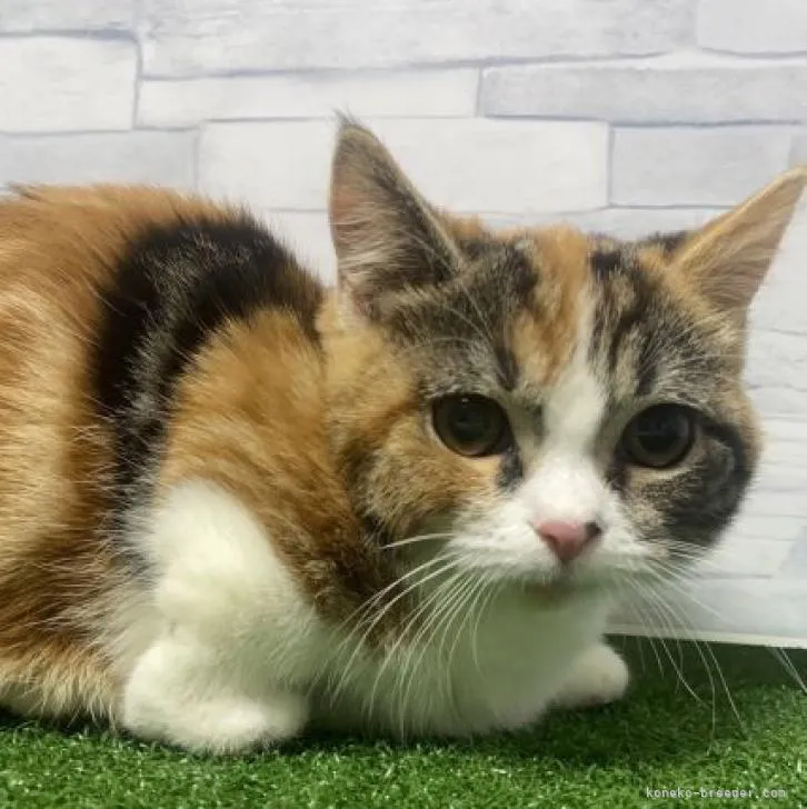 ID：2210-01295の子猫