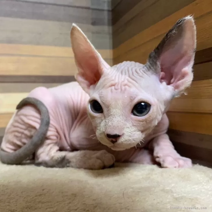 ID:2404-00841の子猫