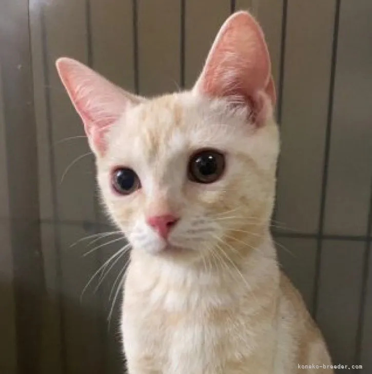 ID:2306-03328の子猫