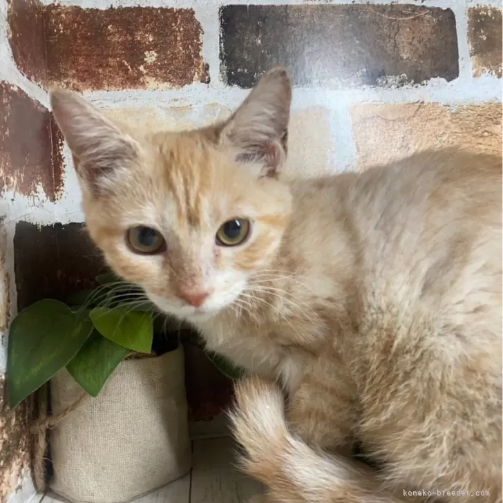 ID：2409-00177の子猫