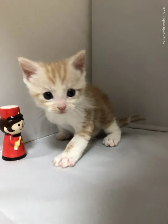 ID：1905-02022の子猫