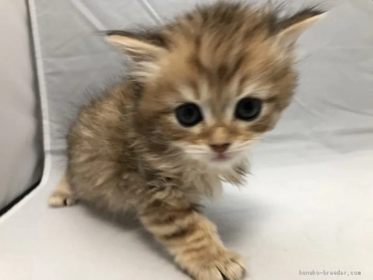 ID：2001-00061の子猫
