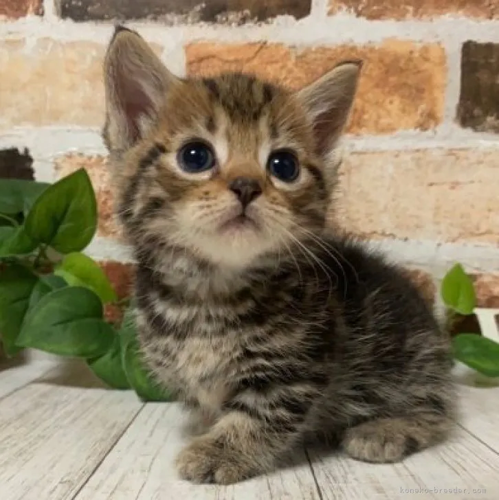 ID：2311-02324の子猫