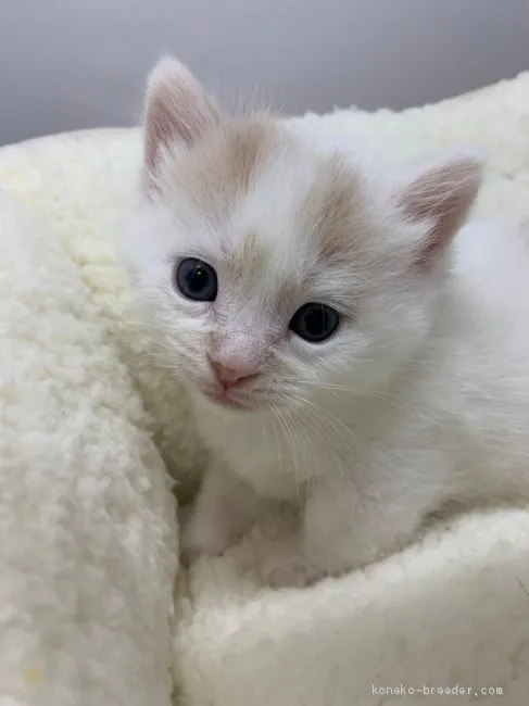 ID:2102-00935の子猫