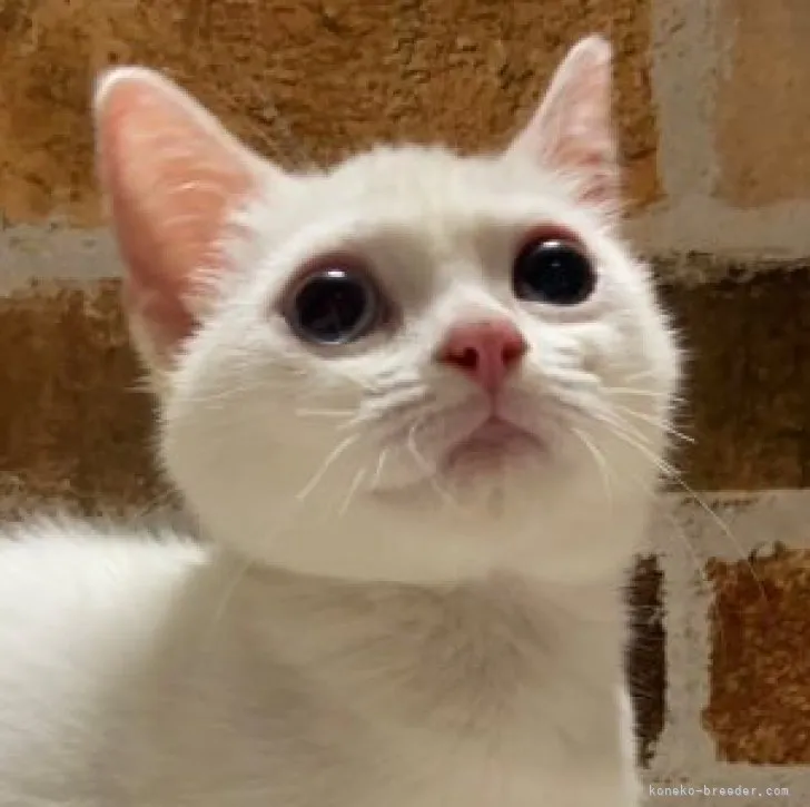 ID：2305-01920の子猫