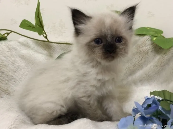 ID:2104-01368の子猫
