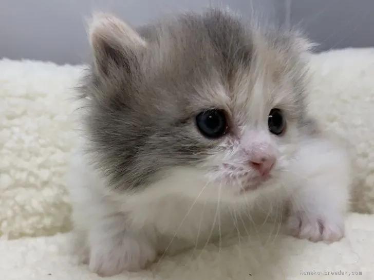 ID：2102-00936の子猫