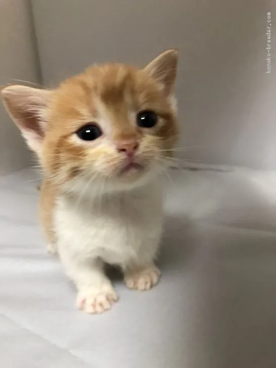 ID：1905-01995の子猫