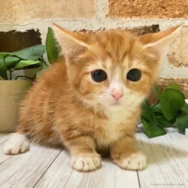 ID：2306-03058の子猫