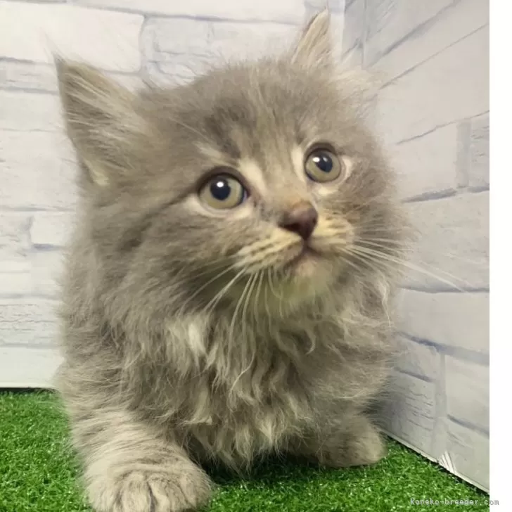 ID：2312-02257の子猫