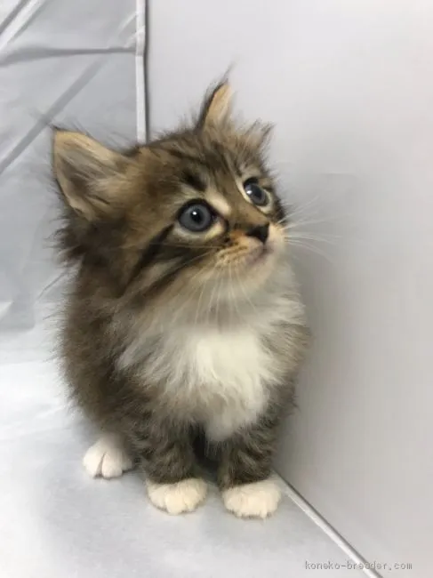 ID：1911-00897の子猫