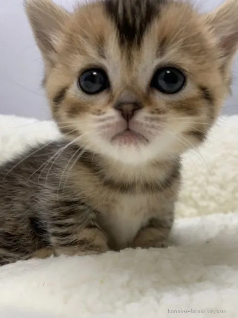 ID:2101-00417の子猫