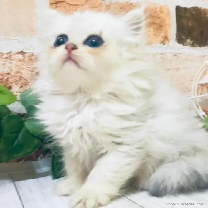 ID:2307-00191の子猫
