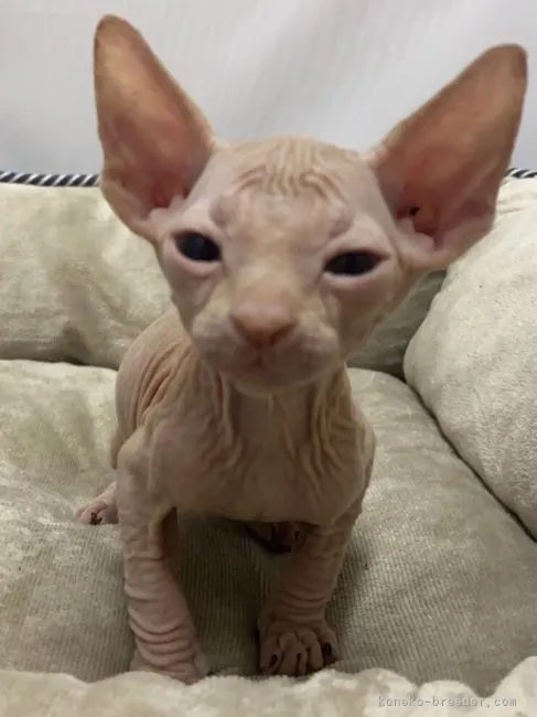 ID:2106-00601の子猫