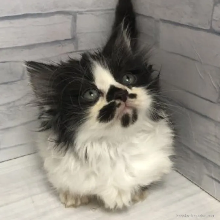 ID:2308-02120の子猫