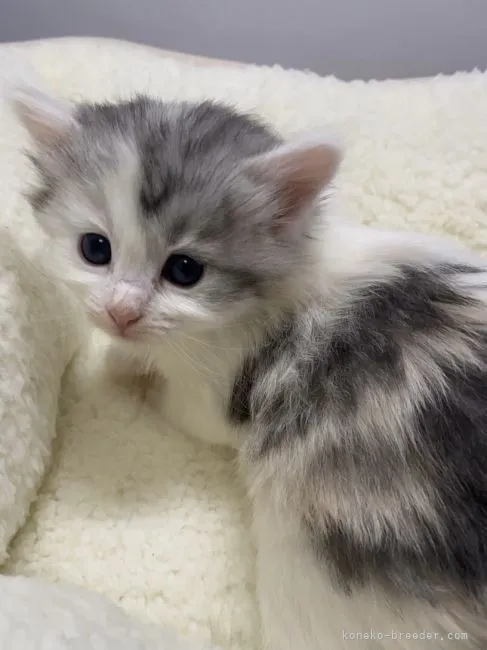 ID:2104-00043の子猫