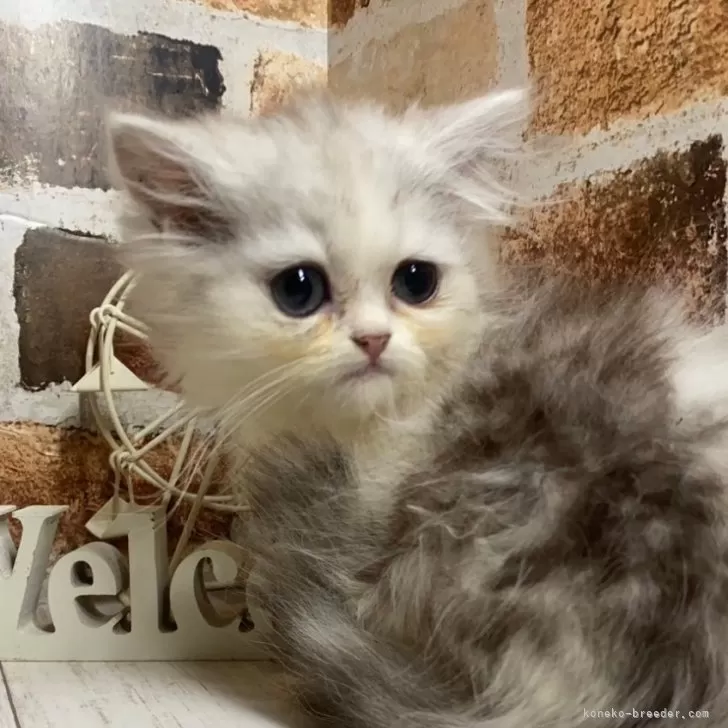 ID:2407-03283の子猫