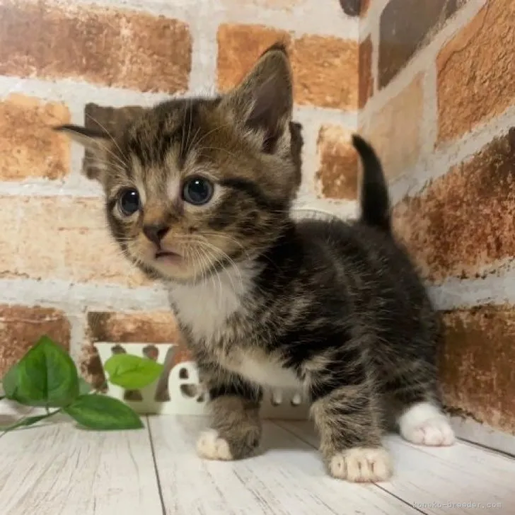 ID：2311-02323の子猫