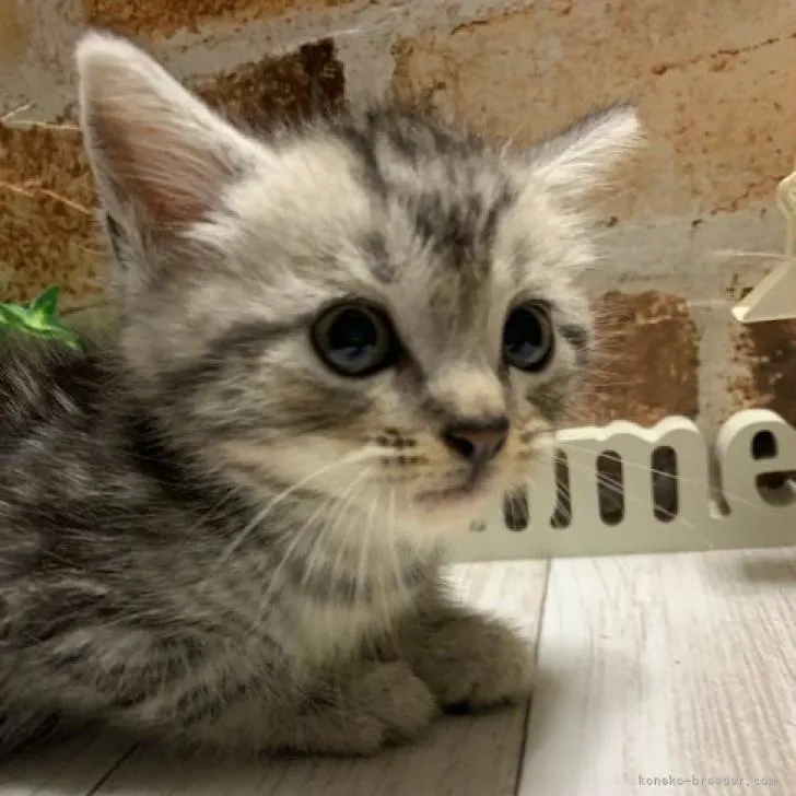 せいや 様のお迎えした子猫