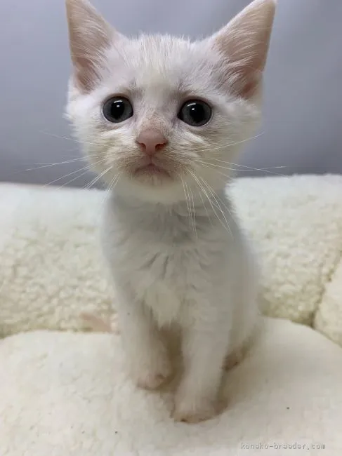 ID：2010-00160の子猫