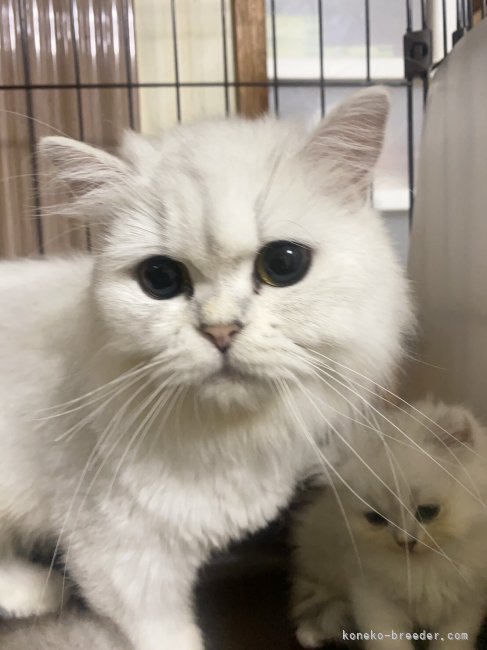 ペルシャ(チンチラ)【・女の子・2021年6月25日・チンチラシルバー】