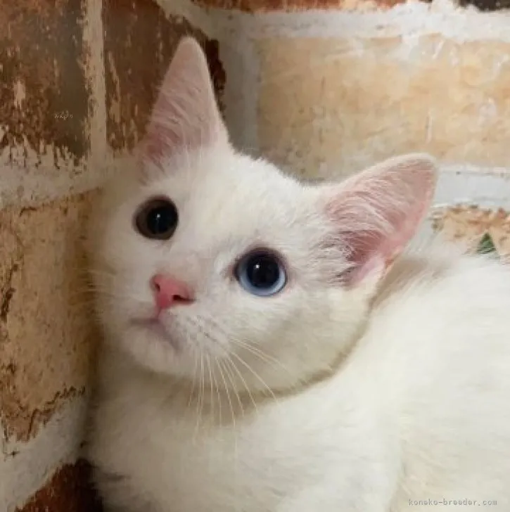 U・K 様のお迎えした子猫