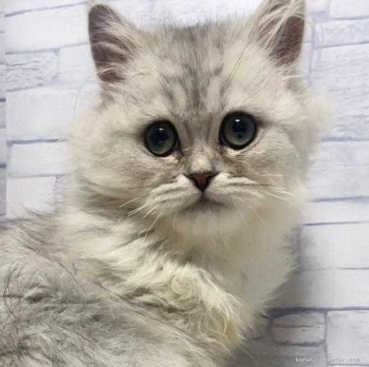 ID：2310-00810の子猫