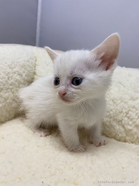 マンチカン 短足 岐阜県 女の子 21年7月15日 ホワイト レアカラー白猫 短足ちゃん カード可 みんなの子猫ブリーダー 子猫id 2108 マンチカン 短足 岐阜県 女の子 21年7月15日 ホワイト レアカラー白猫 短足ちゃん カード可 みんなの子猫ブリーダー 子猫id 2108