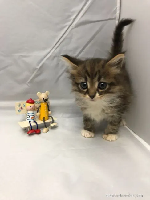 ID:1911-00896の子猫