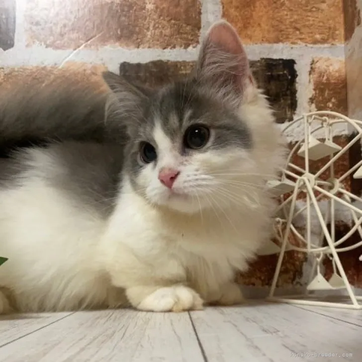 ID：2306-03056の子猫
