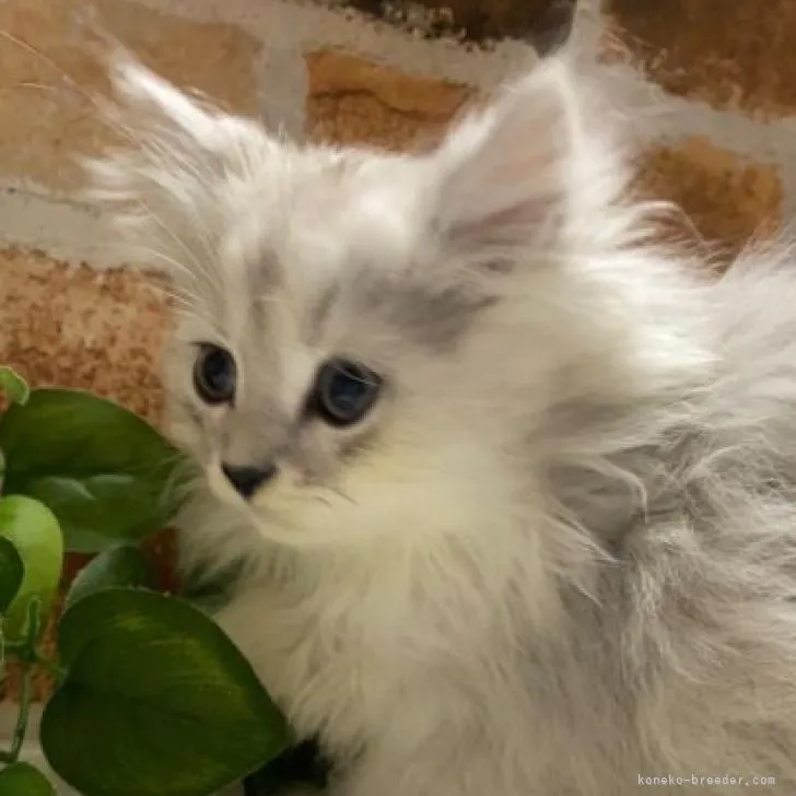 ID：2301-01614の子猫